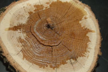 Торги УУБ: вартість деревини тополі